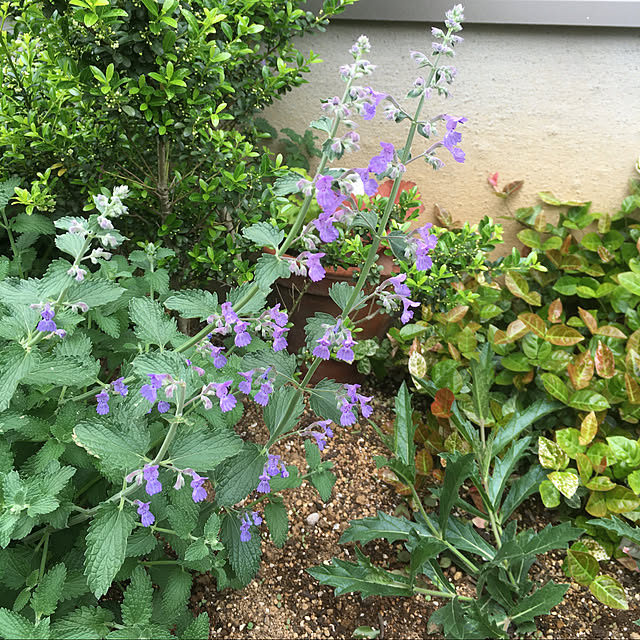 癒しの花/植物初心者/キャットミント/小さな花壇/建売住宅...などのインテリア実例 - 2022-05-14 11:26:47