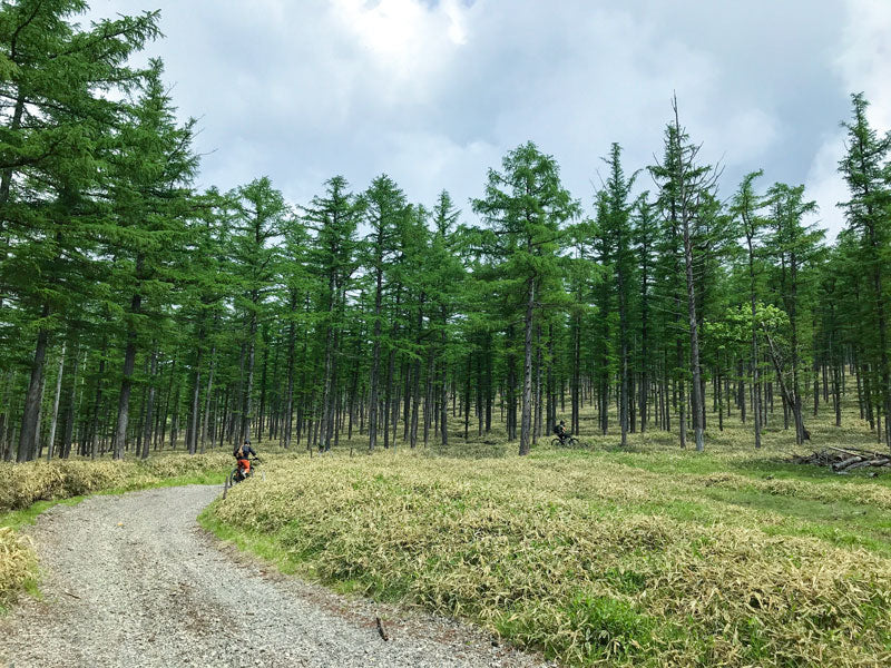 霧が晴れたカラマツ林。熊笹も果てしなく続いている