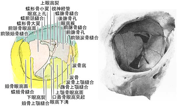 眼窩