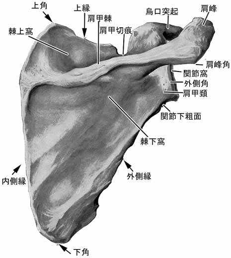 肩甲骨