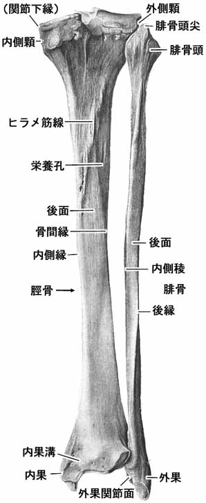 脛骨