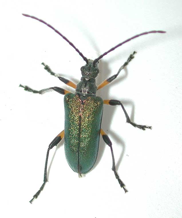 カラカネハナカミキリ極東亜種