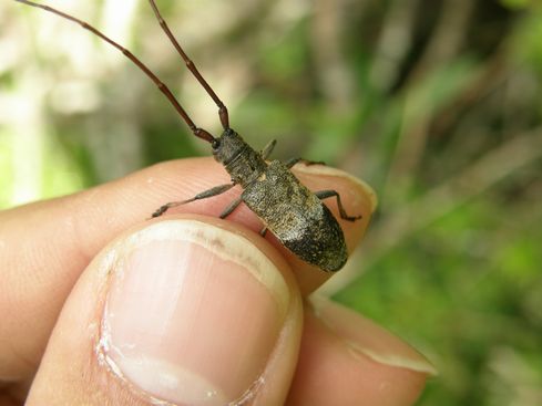 シコクヒメヒゲナガカミキリ