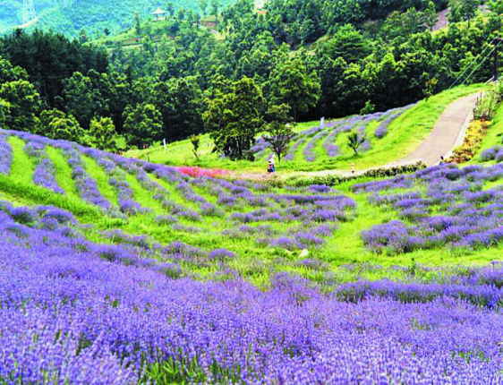 大分野津原香りの森