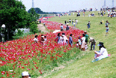 小貝川