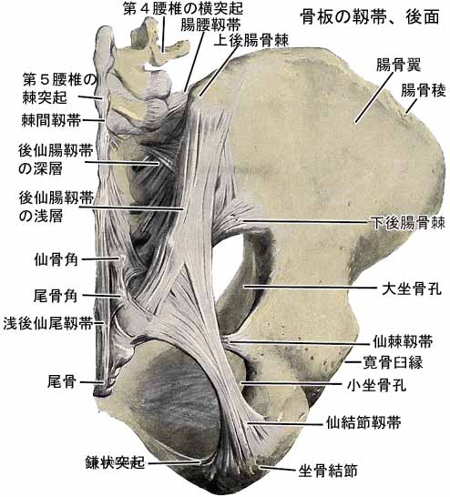 仙腸関節