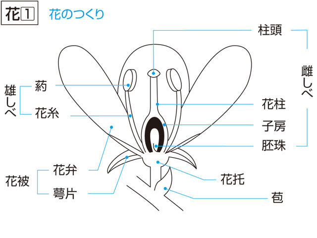 雌蕊の画像