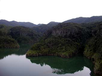 大川の森