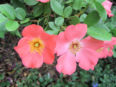 Rosa cv.