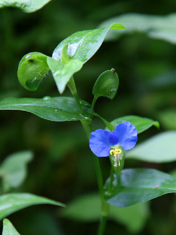 露草