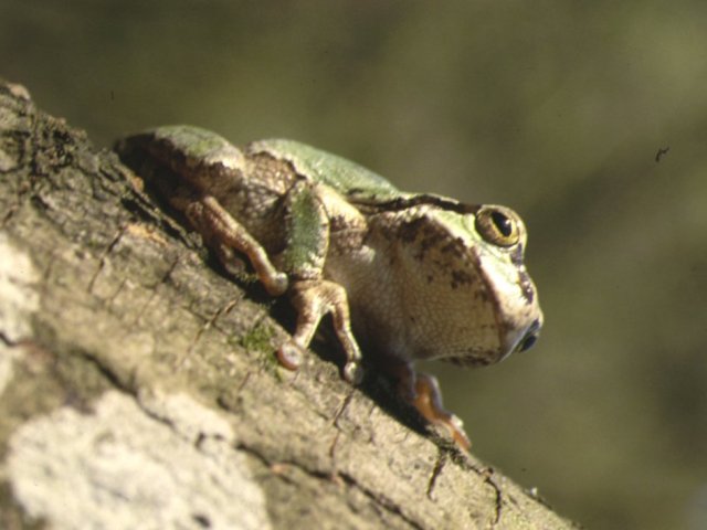 ニホンアマガエル