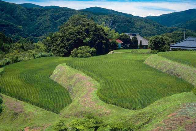 荒原の棚田