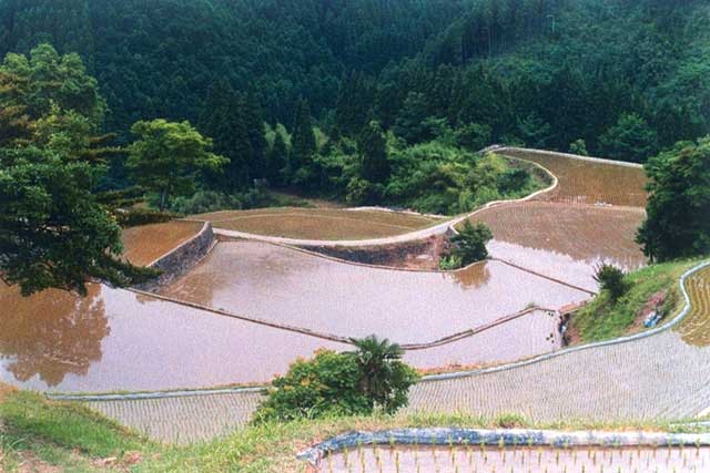 天神木場の棚田