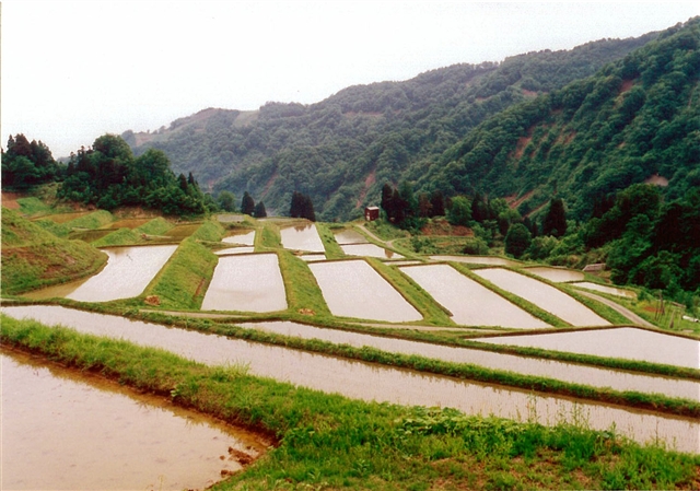 狐塚の棚田