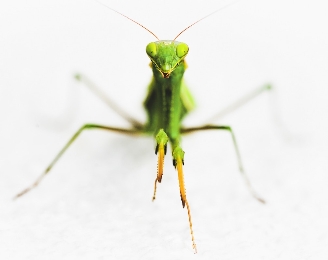 カマキリ顔と相性の良い相手は？