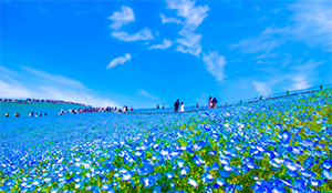 茨城県庁様