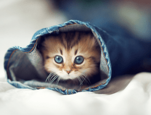 本当にかわいい！世界一かわいいと称された子猫 - The Cutest Little Kitten in the World -