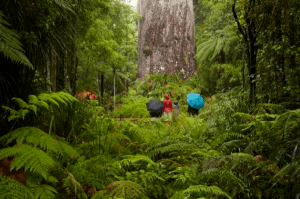 おいしい空気でお腹いっぱいにしたい！世界で最も美しい森林10選 - Most Beautiful Forest