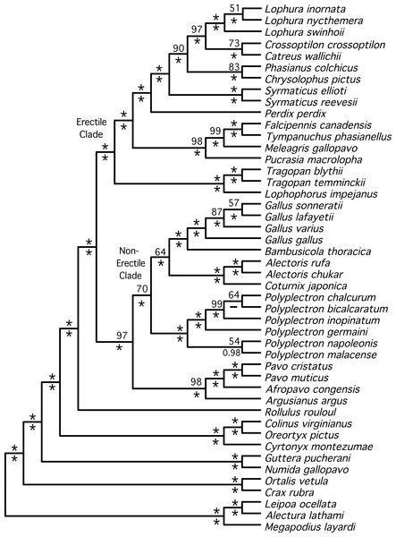 Cladogram representing the partitioned ML tree estimated from the total evidence (nuclear + mitochondrial) dataset.