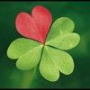 asixleafclover