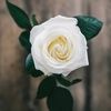 20whiteroses