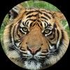 tiger_listings