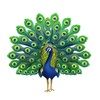 peacocks_nlime