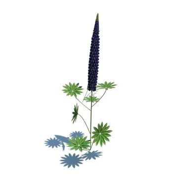 Lupinus polyphyllus 130 AM124 Archmodels