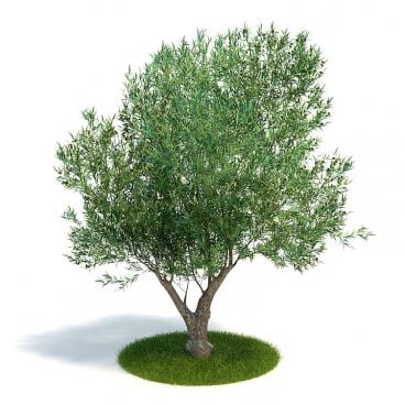 Olea europaea Plant 60 AM61 Archmodels