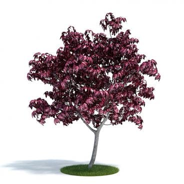 Acer japonicum Plant 38 AM61 Archmodels