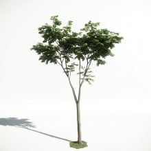 Tree 20 AM1 for CryEngine Archmodels