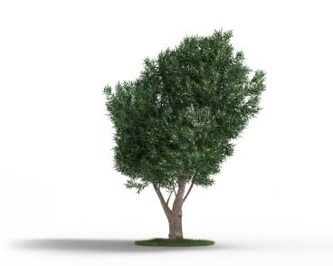 Olea europaea 60 AM3 for Cinema4D Archmodels