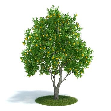 Citrus sinensis Plant 61 AM61 Archmodels