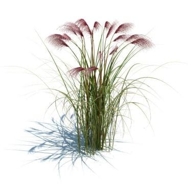 Miscanthus sinensis 52 AM126 Archmodels