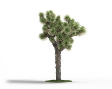 Yucca brevifolia 53 AM3 for Cinema4D Archmodels