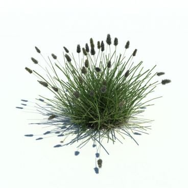 Sesleria caerul 84 AM126 Archmodels