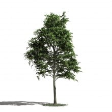 Tree 12 AM1 for Blender Archmodels