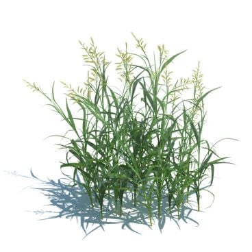  Phalaris arundinacea 21 AM124 Archmodels