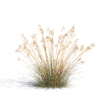 Deschampsia caespitosa 13 AM275 Archmodels