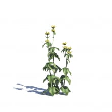 Phlomis russeliana 21 AM275 Archmodels