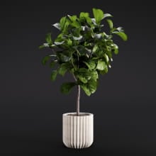 Ficus lyrata 11 AM282 Archmodels