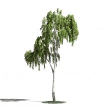 Tree 17 AM1 for Blender Archmodels