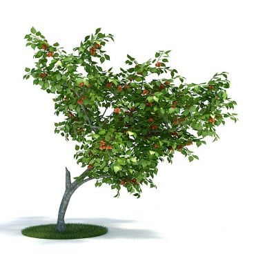 Prunus armeniaca Plant 37 AM61 Archmodels