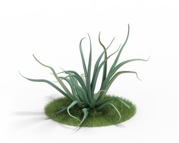 Agave vilmoriniana 46 AM3 for Cinema4D Archmodels