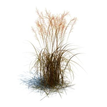 Molinia arundinacea 116 AM126 Archmodels