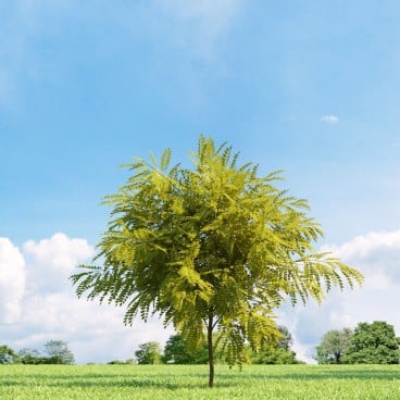 Robinia pseudoacacia 'Frisia' 21 v2 AM136 Archmodels