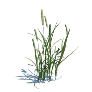 Phleum pratense L 14 AM124 Archmodels