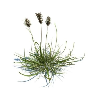 Sesleria caerulea 112 AM126 Archmodels