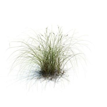 Carex aurea 78 AM126 Archmodels