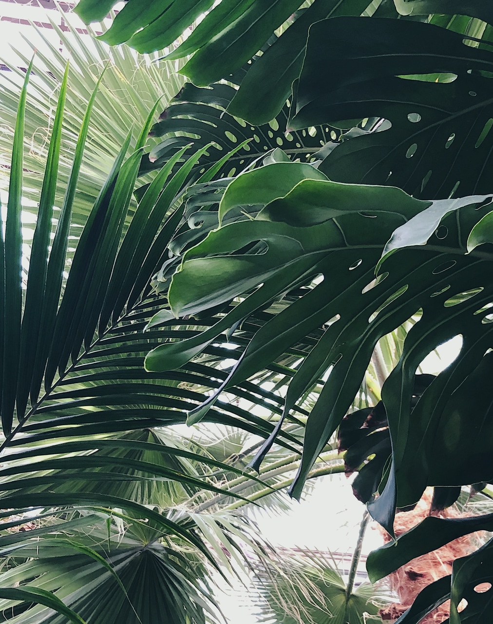nature, monstera and green